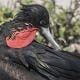 When to see the frigate bird Galapagos