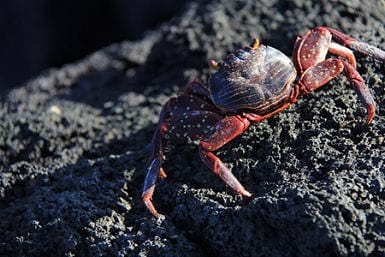 April in the Galapagos