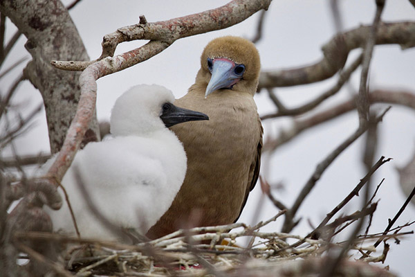 Red Footed Booby Galapagos Islands