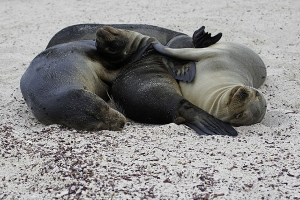 Galapagos Islands Weather in December