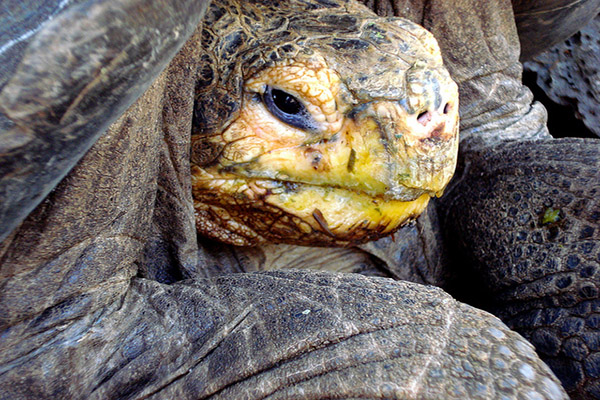 Charles Darwin Station - Galapagos Islands