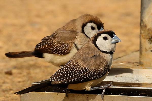 Kinds of finches in Galapagos