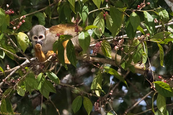 Where to see wildlife amazon rainforest 