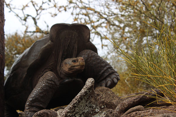 Galapagos Islands Cruises