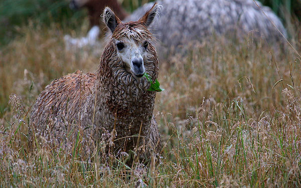 Getting to El Cajas Park in Ecuador