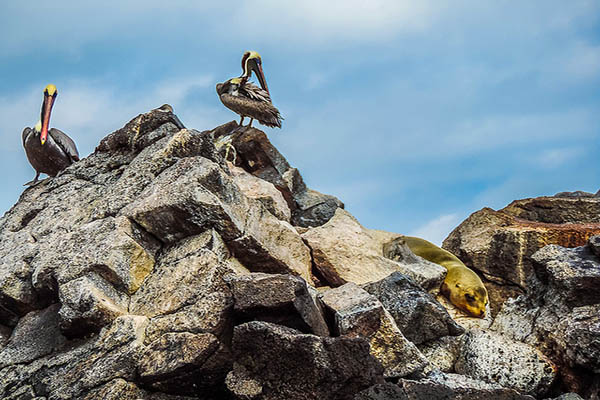 Wildlife in Devils Crown Floreana island