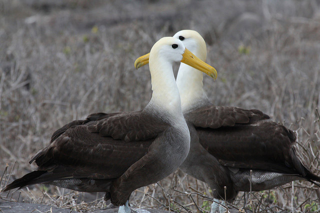 Wildlife and weather in April in Galapagos