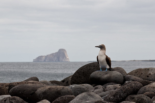 Traveling to the Galapagos in corona virus times