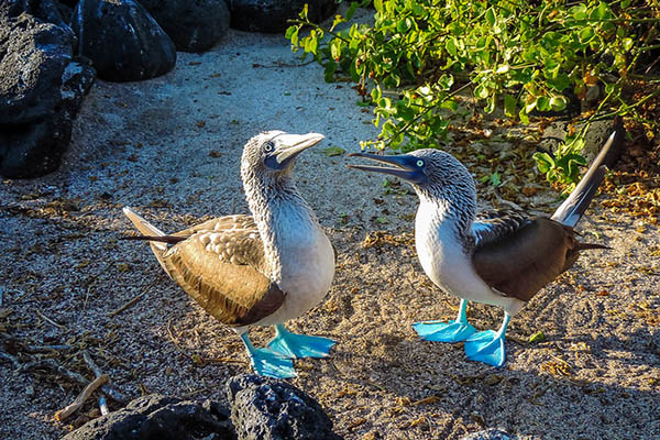 Galapagos Cruises bookings