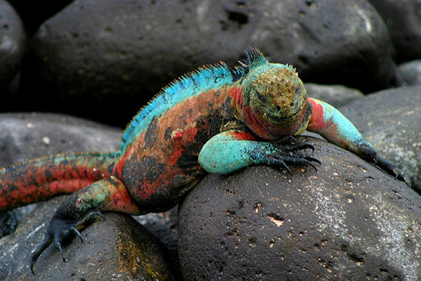 Wildlife in Punta Suarez Galapagos