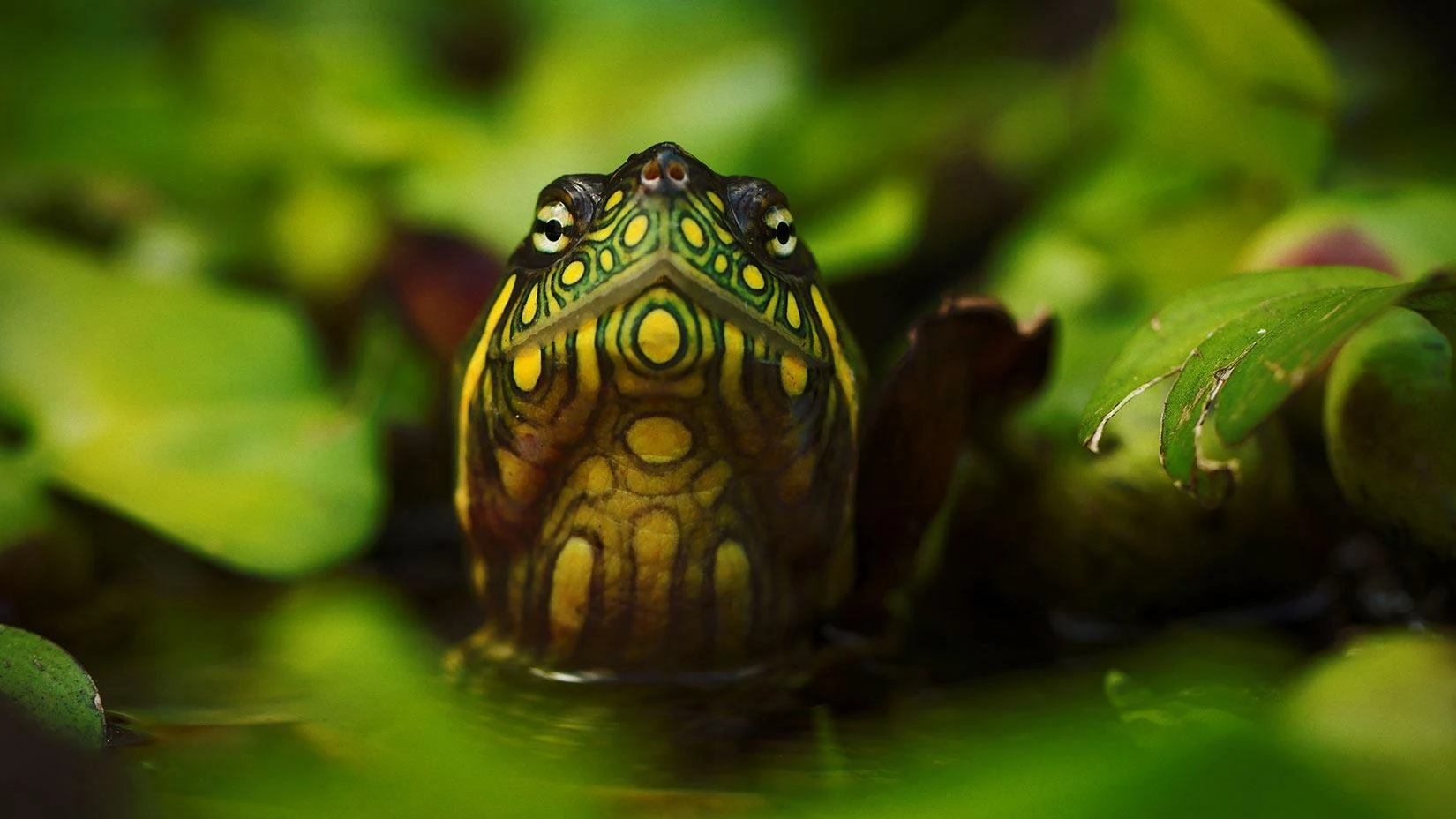 Close-up of a turtle head with yellow and green patterned markings emerging from water among green leaves