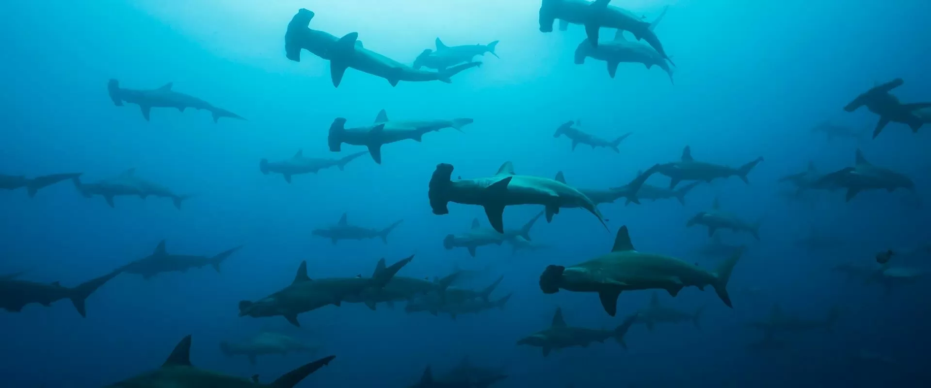 Large school of hammerhead sharks swimming in deep blue underwater light